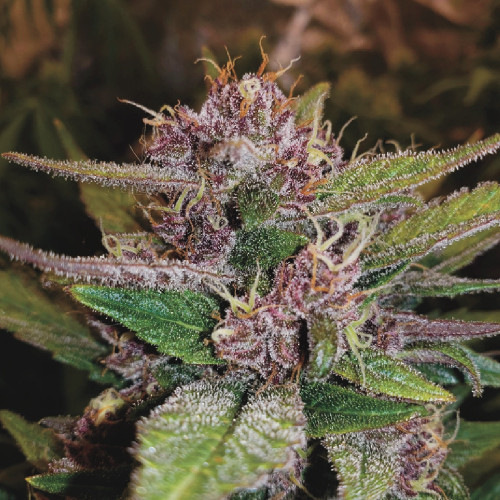 Семена конопли Auto Black Berry Kush купить в Украине наложенным